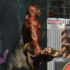 Toney  Freeman - IFBB Europa Super Show 2011 - #1