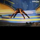 Sherry  Boudreau - IFBB Europa Phoenix Pro 2014 - #1